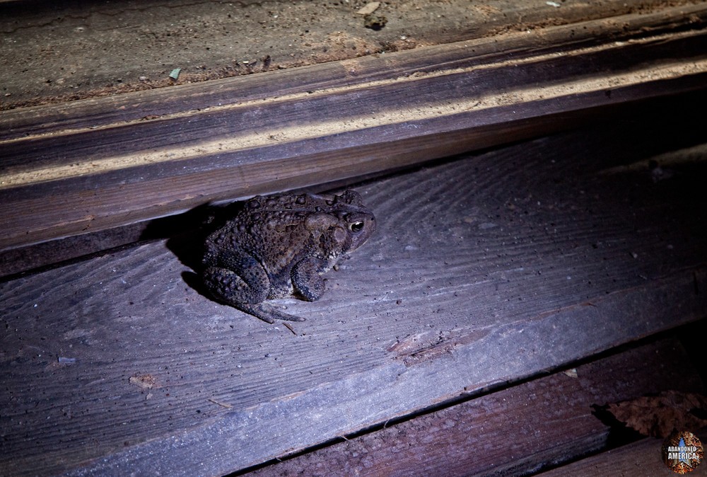 Henryton State Hospital | Froggy Friend - Henryton State Hospital