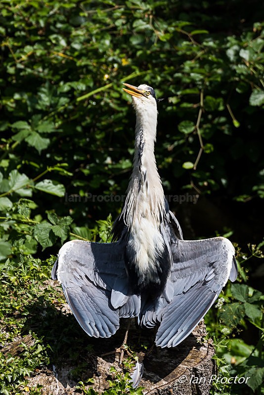 Soaking up the sun! - Sunbathing Heron! - Nature