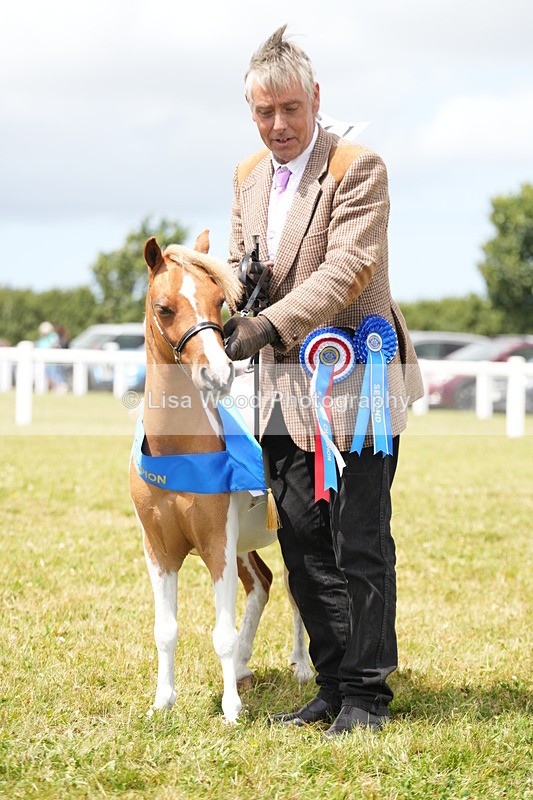 DSC06665 - Miniature Horse Championship