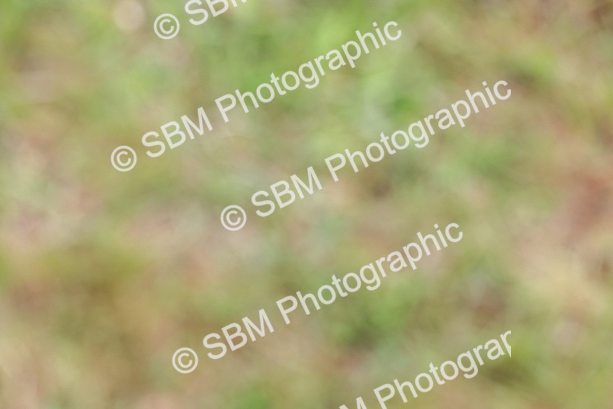 SBM_08884 - Class 42-43 - LIHS BSPS Heritage Working Sports Pony