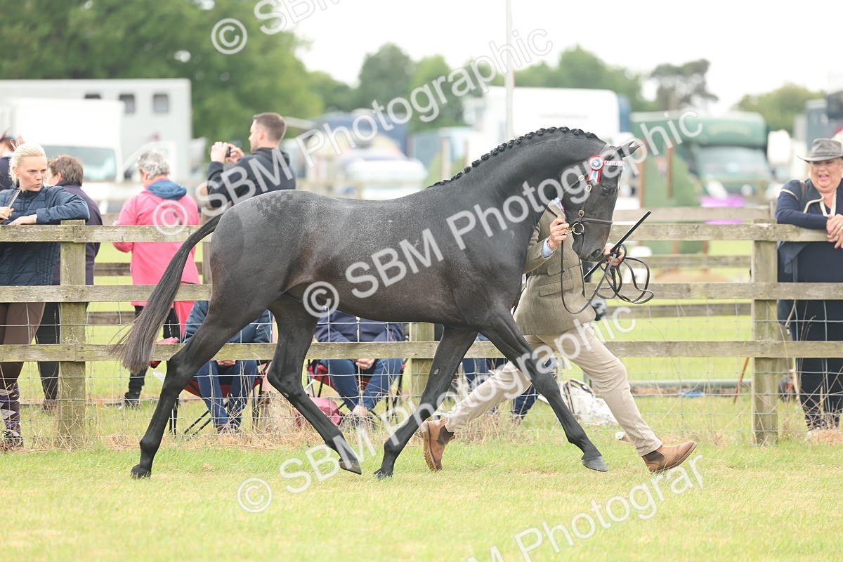SBM_05471 - Class 68-73 - Riding Pony Breeding