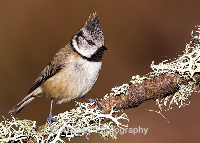 Astland Photography, Bird and Wildlife Images, Susan and Peter Wilson, U.K.