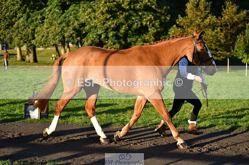 231022-090506-21552 - 606-GOLDEN.HEART.BREAKER-Emily.R.Vincent-TrotUp+SJ