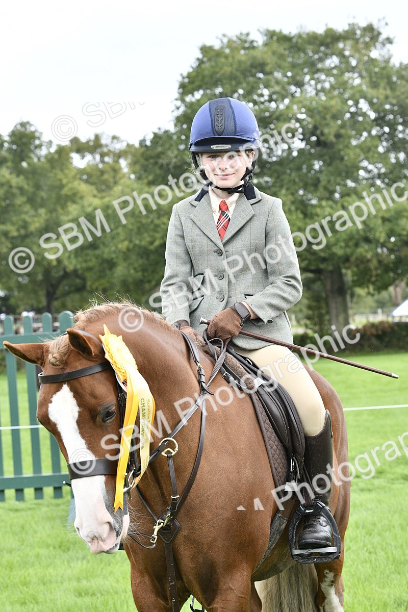 SBM_38298 - S31 - Novice & Newcomer Working Hunter Pony
