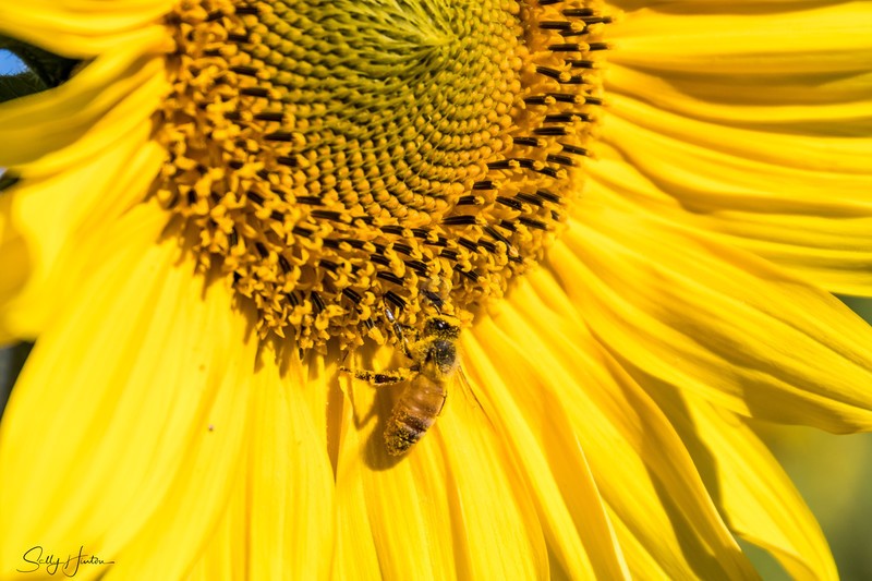 Sunflower and Bee 19