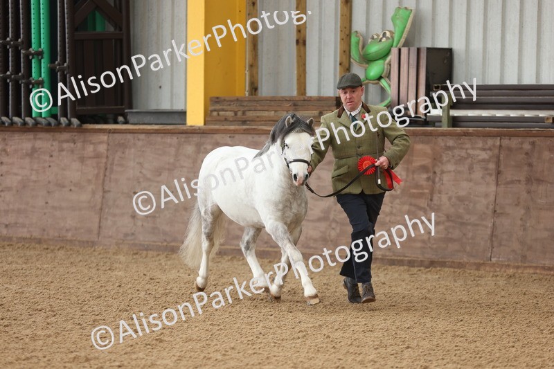 20251109-0538 - Class 20 - Stallions 4 Years and over