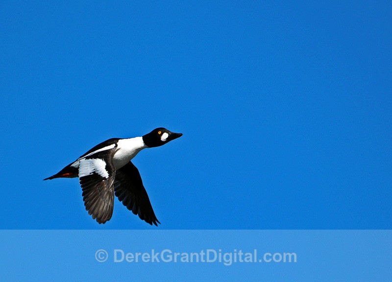 Common goldeneye (m) - Birds of Atlantic Canada