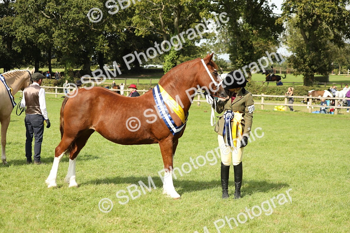 SBM_66379 - In Hand Pony & Youngstock Supreme Championship