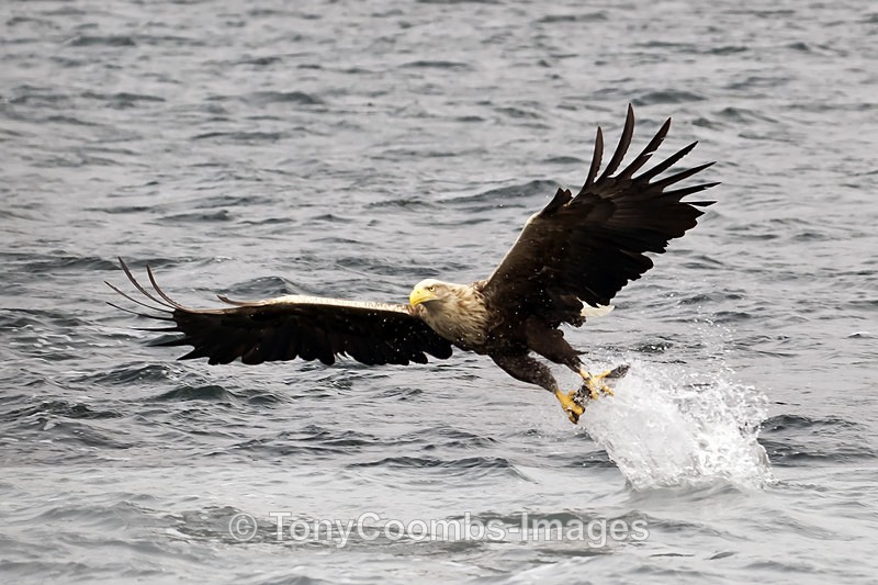 White-tailed Eagle - The Boat Trip  Mull