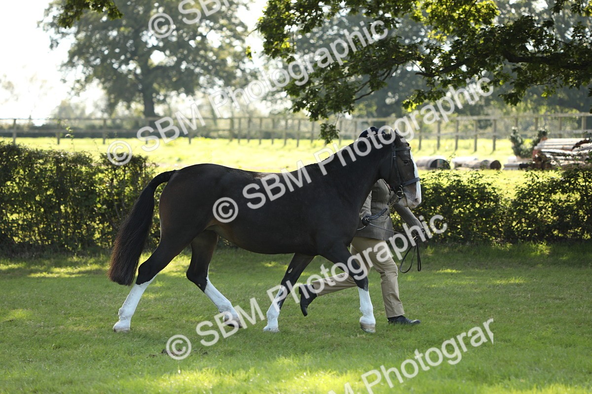 SBM_62330 - S45 - Mini Show Cob In Hand