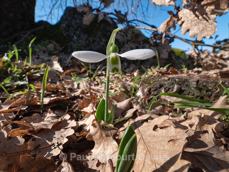 Snowdrops (Galanthus nivalis) - Flower Portraits