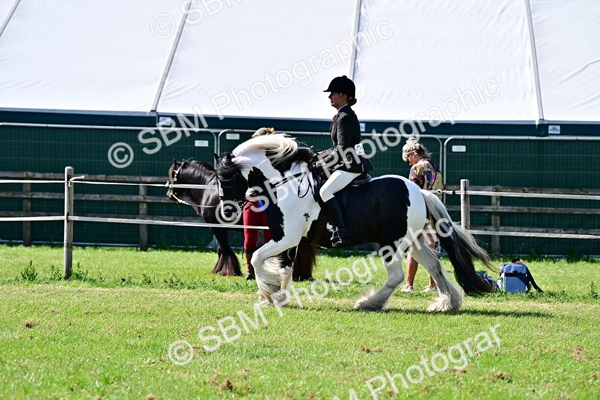 SBM_09326 - Class 63-65 - Traditional Gypsy Cobs In Hand & Ridden
