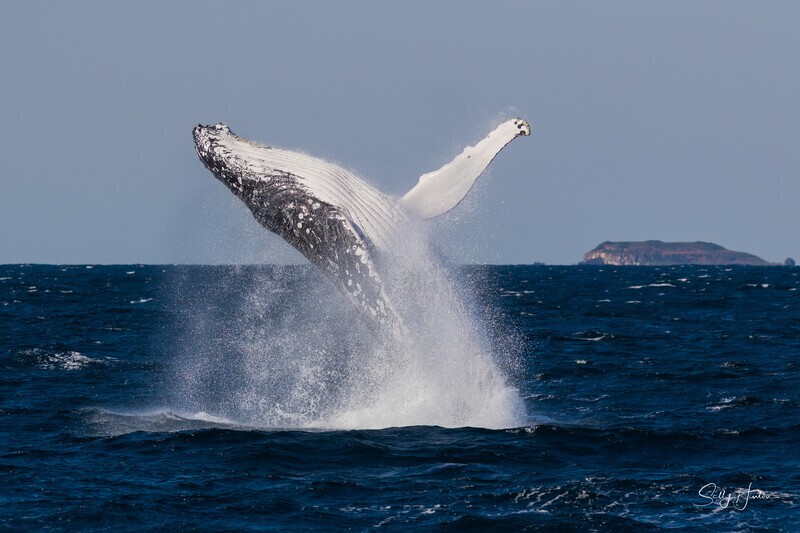 0A3A6320. Airborne - 2023 Whale Photos