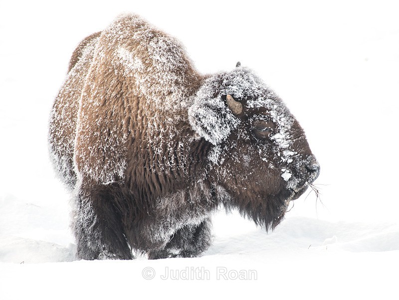 Bison-4 - Yellowstone