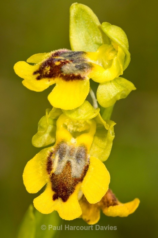 Small yellow Ophrys (Ophrys lutea ssp galilea also called Ophrys sicula) - Orchids - Ophrys
