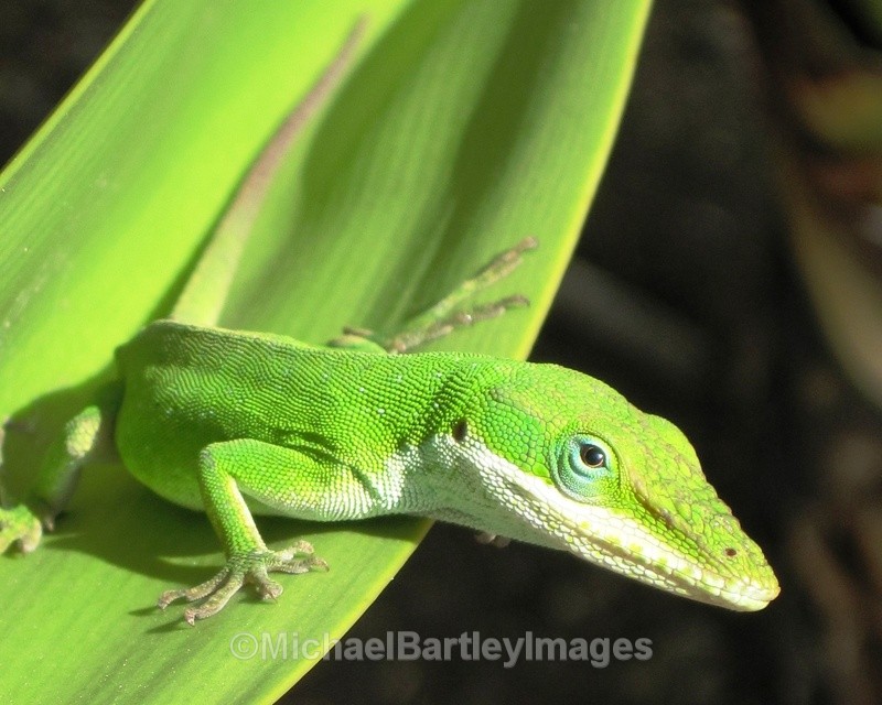 Green Lizard