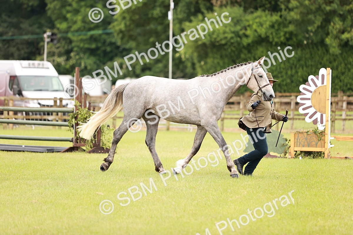 SBM_00725 - Class 26-30 Sport Horse In Hand