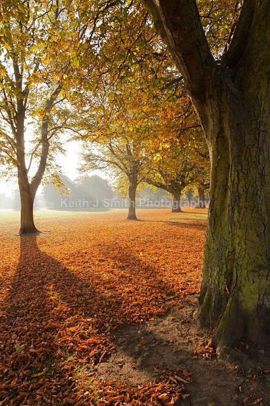 YR6M2681 (RM) - Abington Park & Northampton Town.