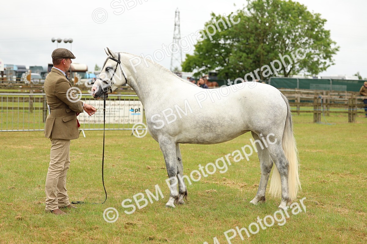 SBM_04110 - Class 64-67 - Shetland Pony In Hand