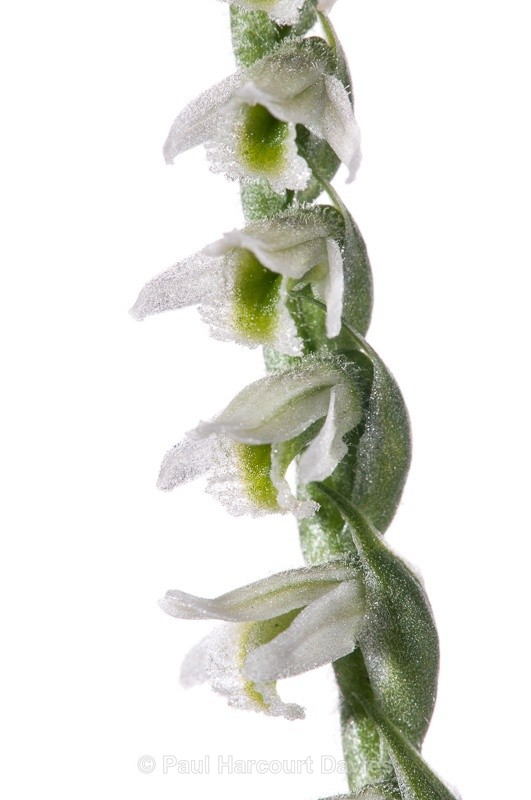  - WB: Orchids - Various