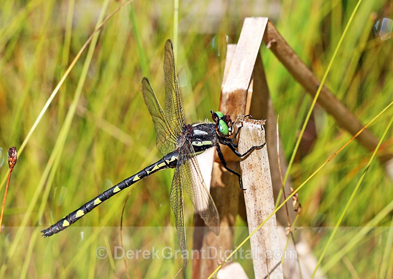 Delta-spotted Spiketail (m) - Dragonflies of Atlantic Canada