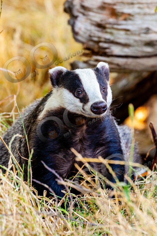 badger Meles meles-8774 - UK Wildlife