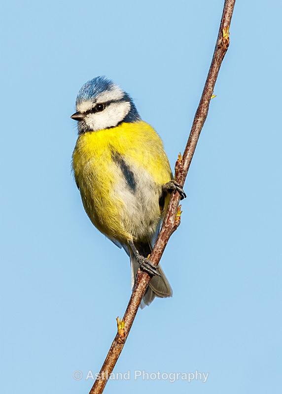 Astland Photography, Bird and Wildlife Images, Susan and Peter Wilson, U.K.