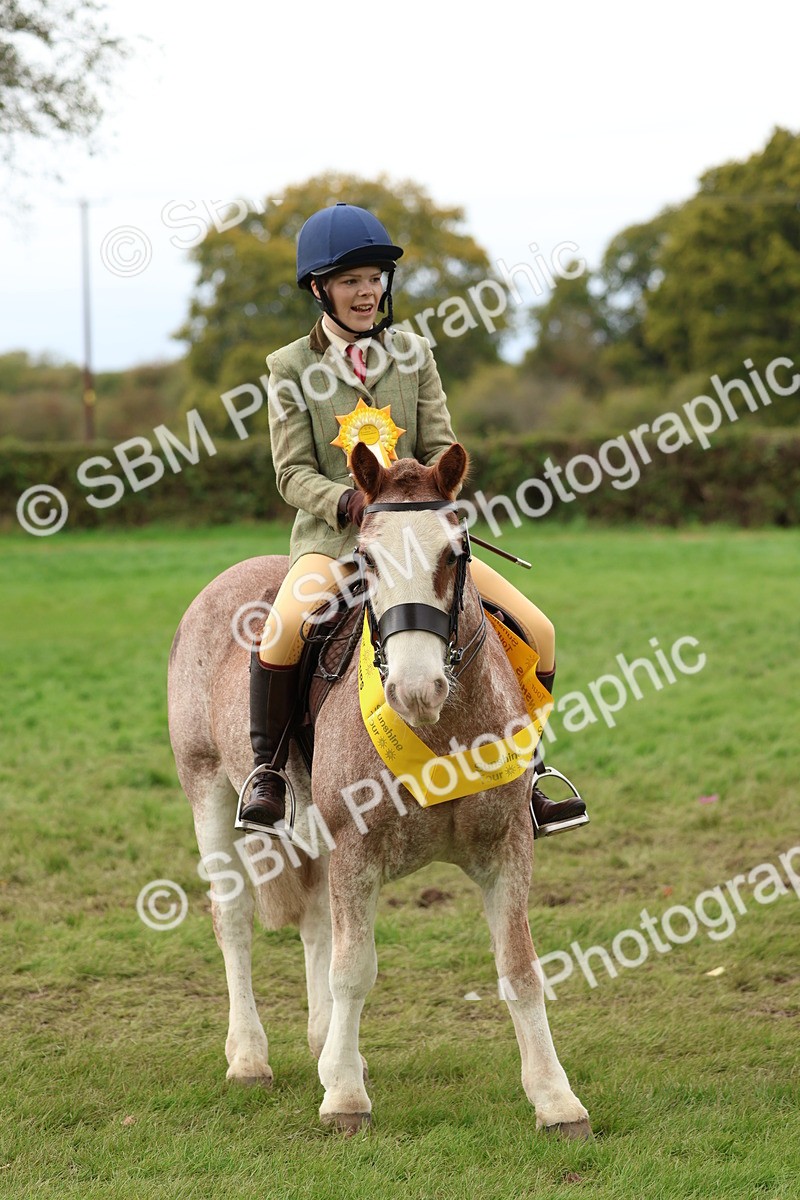 SBM_67561 - S60 - Mini Show Cob Ridden