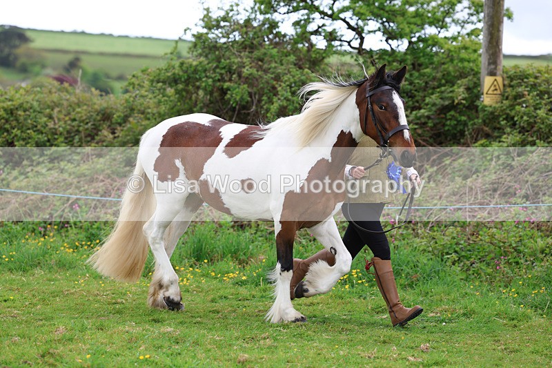 3E7A0780 - In Hand Championship