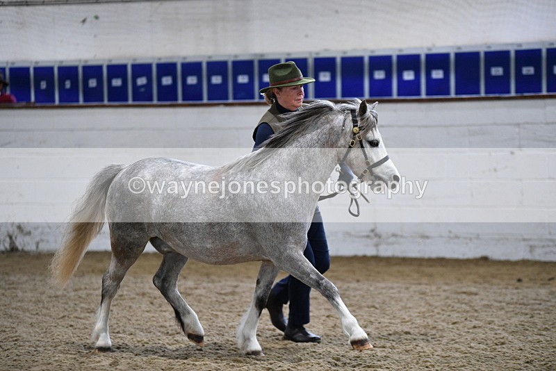 WJ5_5216 - Class 4 In hand M&M - small breeds