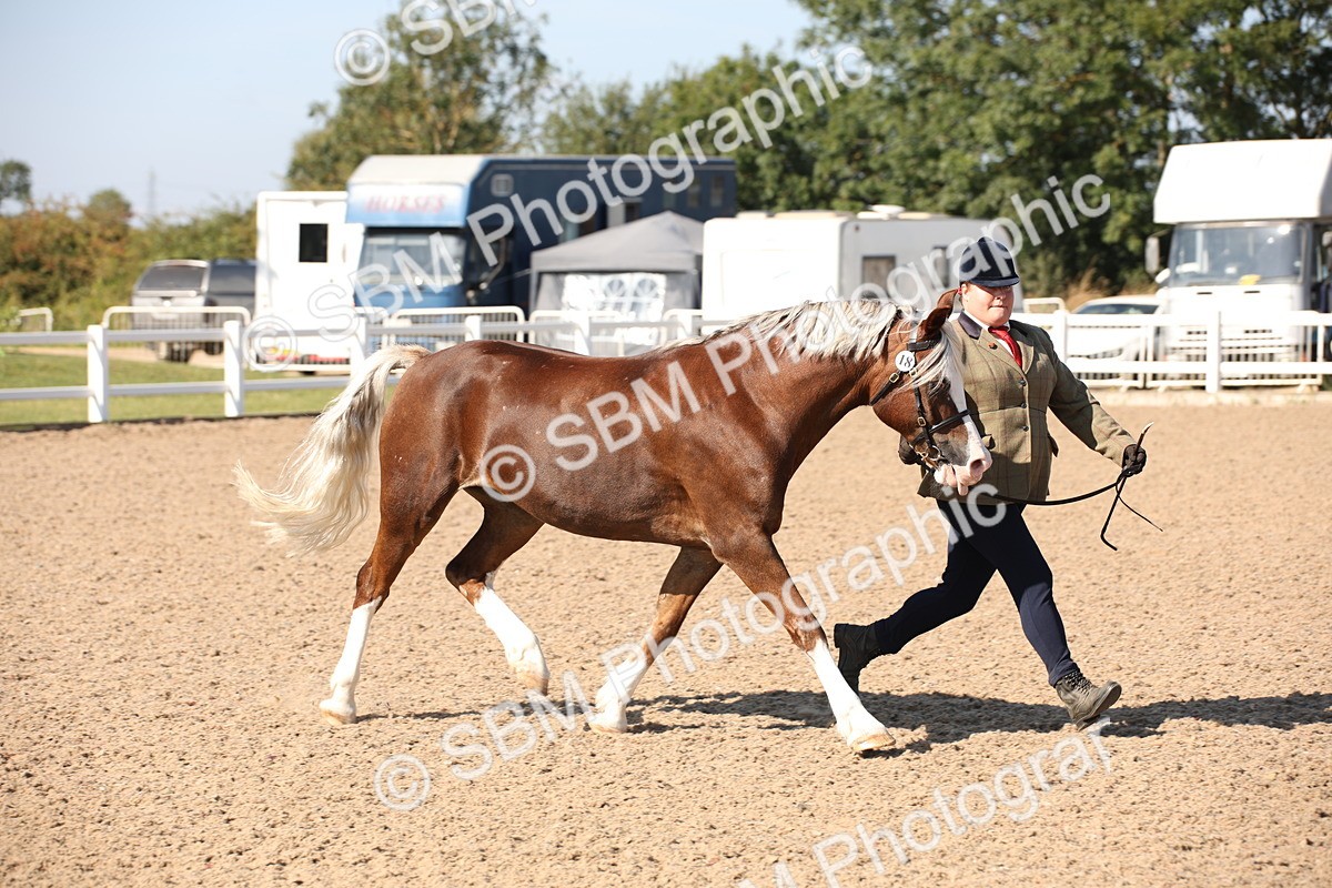 SBM_02702 - Class 16 IH M&M Wildcard