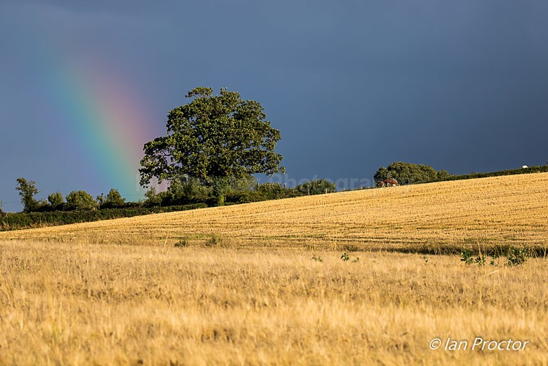 Rainbow on Golden Field - Nature