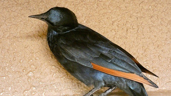 Red Winged Starling - BIRDS & INSECTS