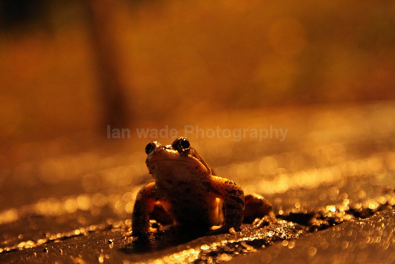  - Reptiles, amphibians & pond life, Great Britian