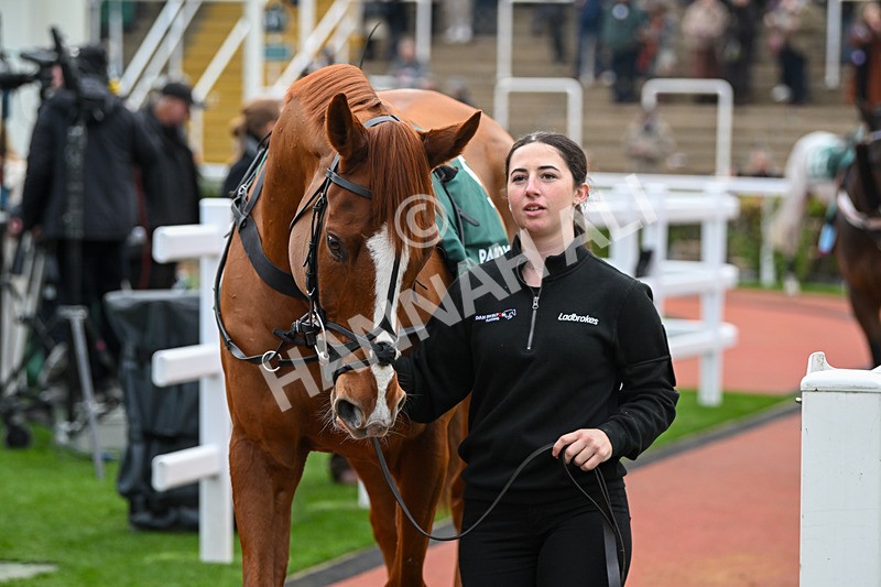 161124-Race 5-Paddock-Doyen Quest-0717 - Race 5