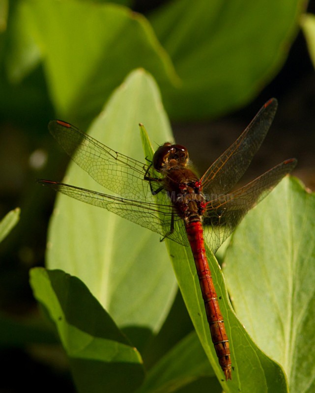 Sympetrum striolatum - Dragons