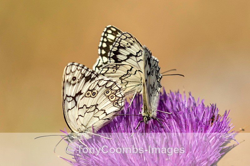 Marbled White - Lesvos ~ Various Other