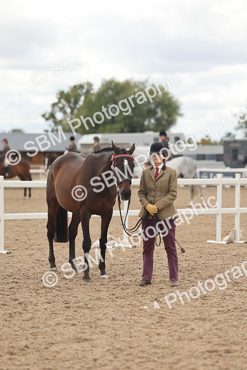 SBM_17140 - Class 313 - IH Retired Racehorse