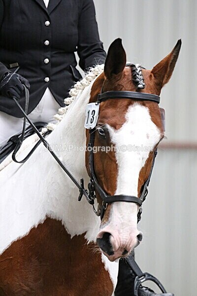 SIAL4812 - CAbin Dressage 5th july 2025