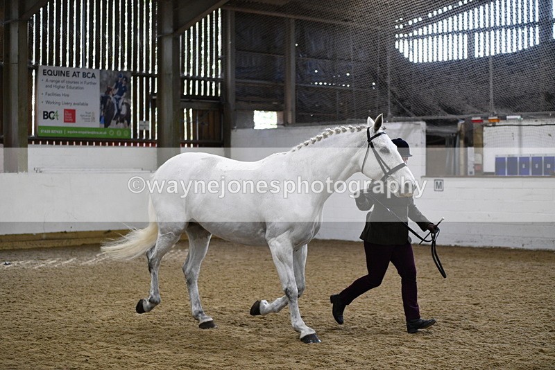 WJ5_4588 - Class 3 Part Bred In hand