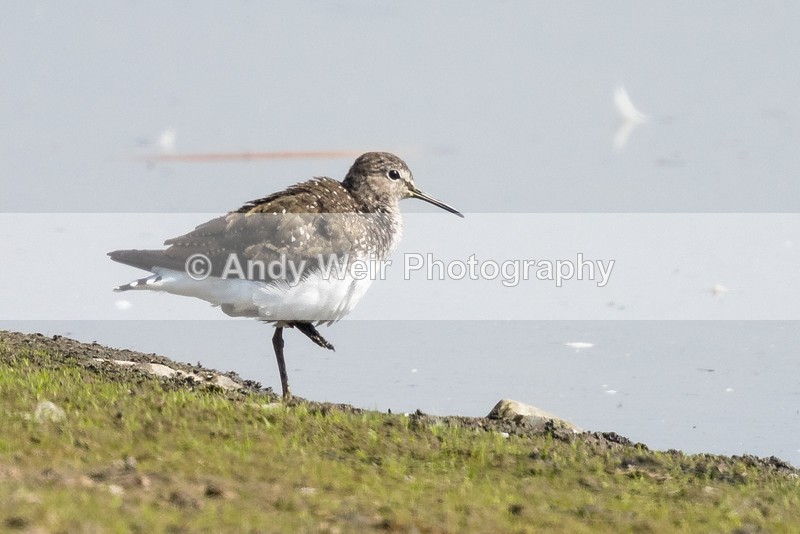 20160815-8E0A7576 - Other Waders