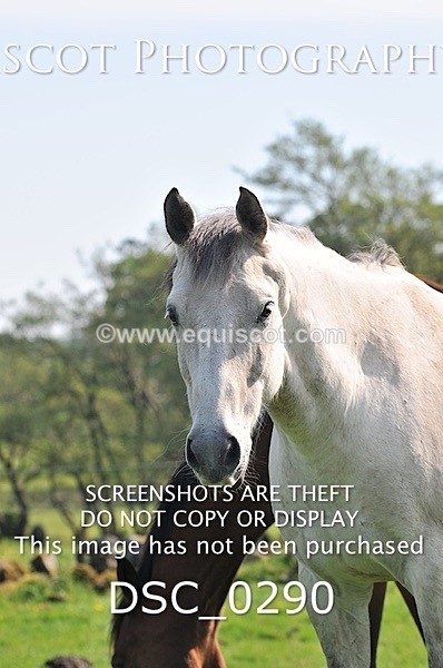 DSC_0290 - ARCHIVE REQUEST - Quincy and Guinness