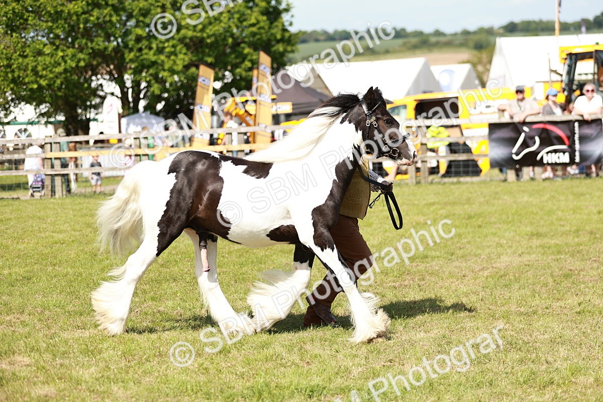 SBM_08652 - Class 63-65 - Traditional Gypsy Cobs In Hand & Ridden