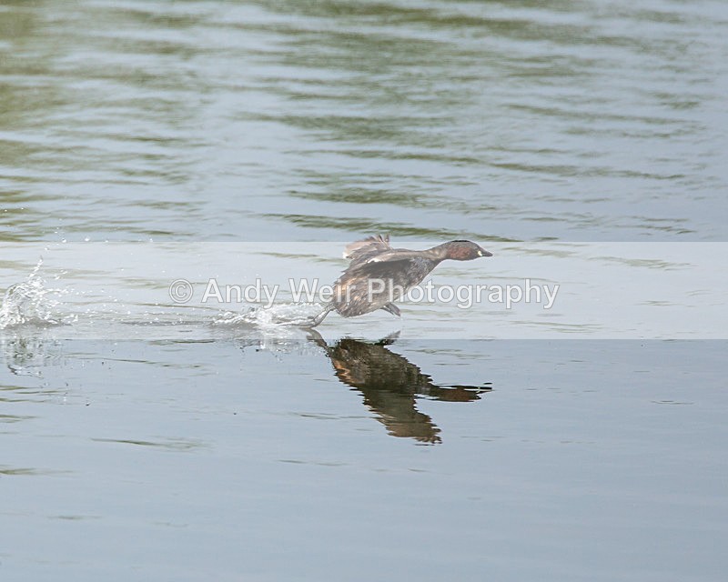20140503-3K8A0736 - Gt. Crested & Little Grebes