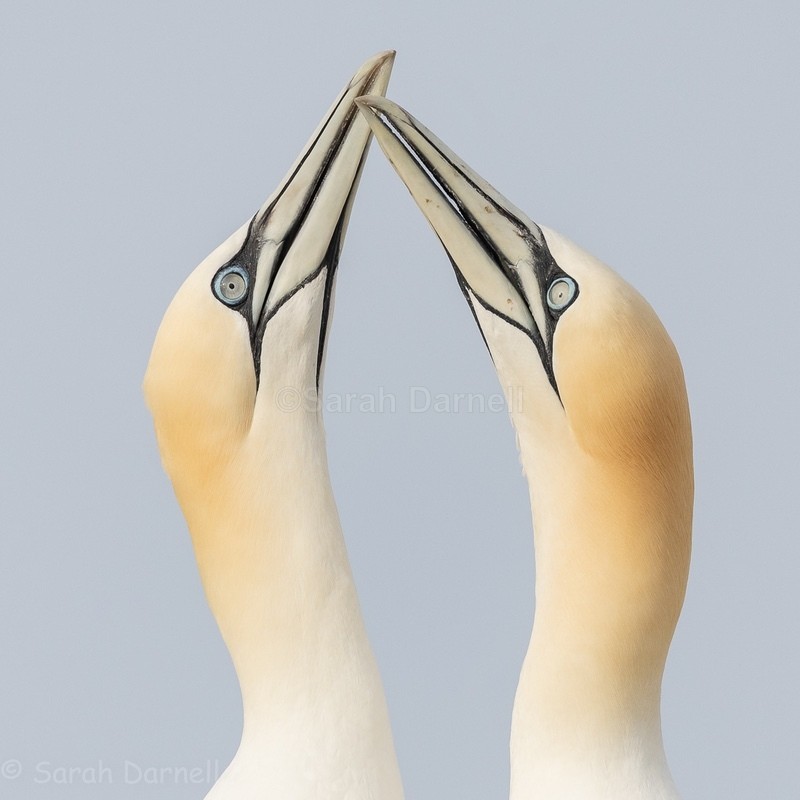 Gannet Couple 2 SD2026 - Greeting Cards