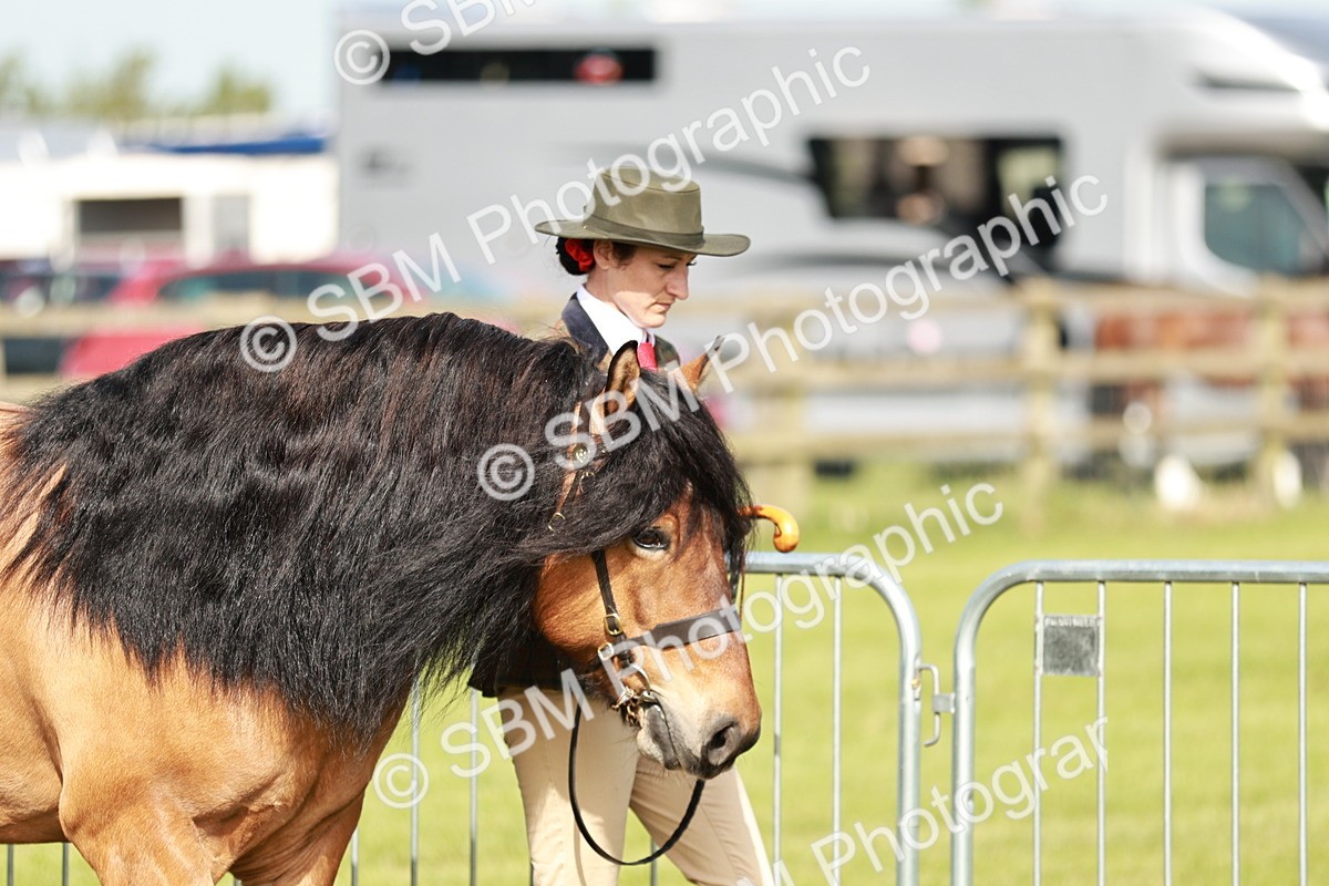 SBM_00796 - Class 14-23 - Mountain & Moorland In Hand Non Welsh
