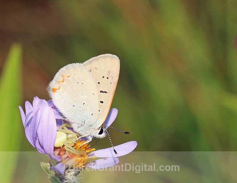 Precarious Perch  Lycaena epixanthe Misumena vatia - Butterflies & Moths of Atlantic Canada