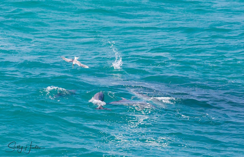 Dolphins 3