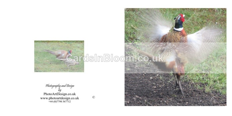 001 Pheasant - COUNTRYSIDE CARDS