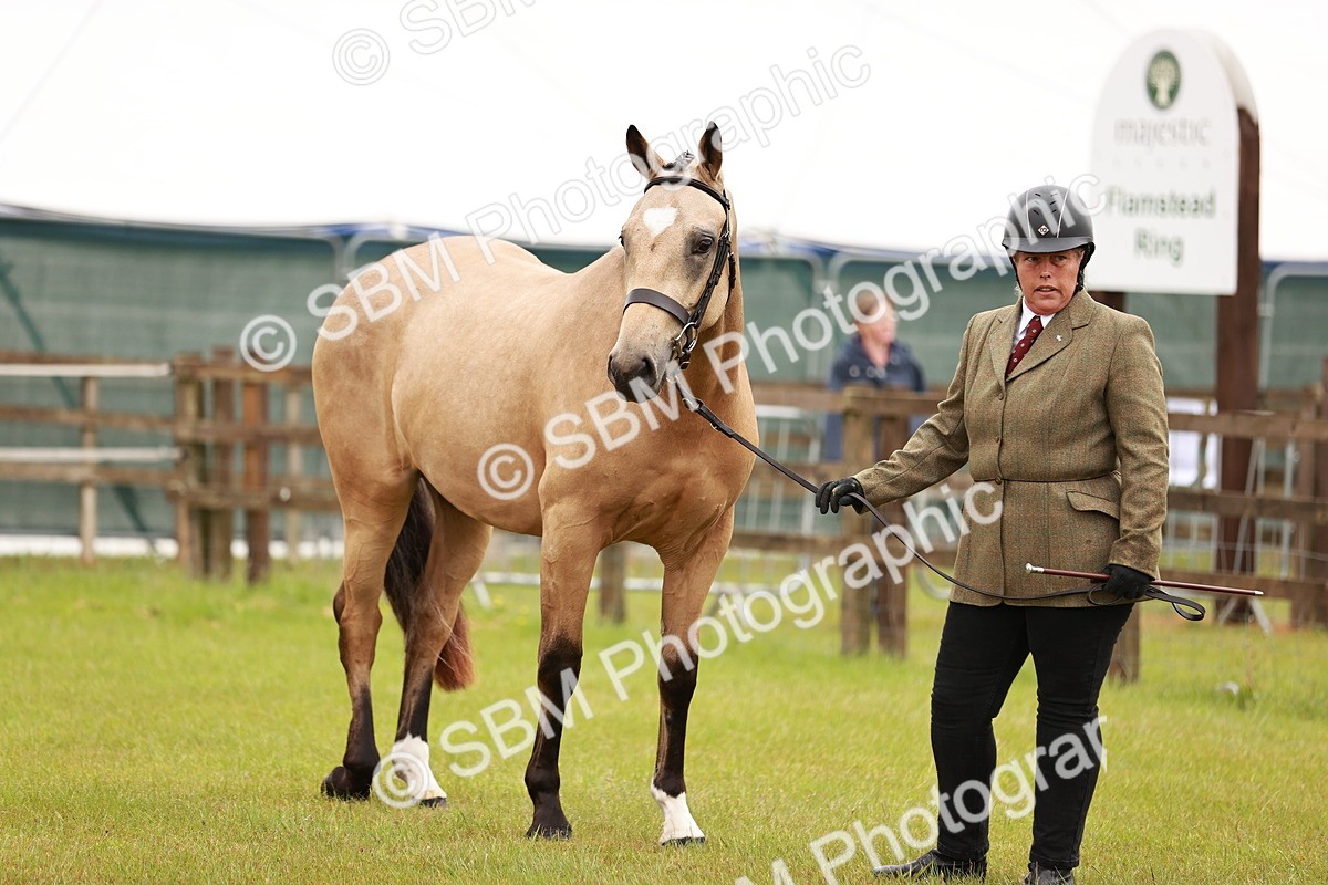 SBM_00715 - Class 26-30 Sport Horse In Hand